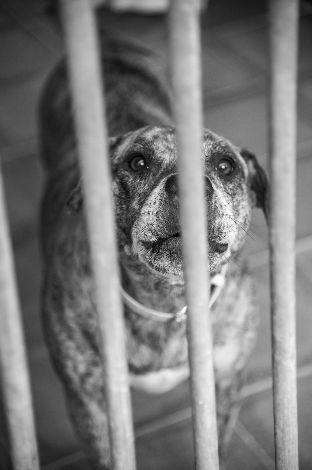 a dog looking through the bars of a cage