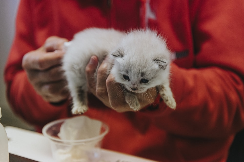 a person holding a small kitten in their hands