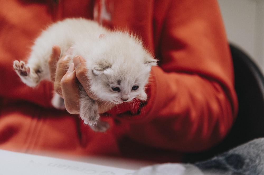 uma pessoa segurando um pequeno gatinho branco em suas mãos