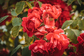 A vibrant digital painting of red roses with lush green leaves.