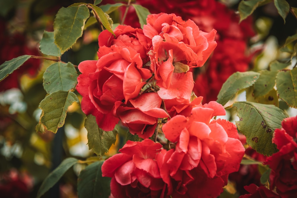 a bush of red flowers with green leaves