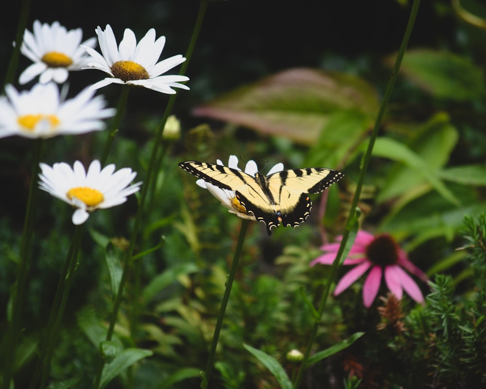 a yellow and black butterfly sitting on a flower