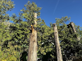 a couple of trees that are standing in the dirt