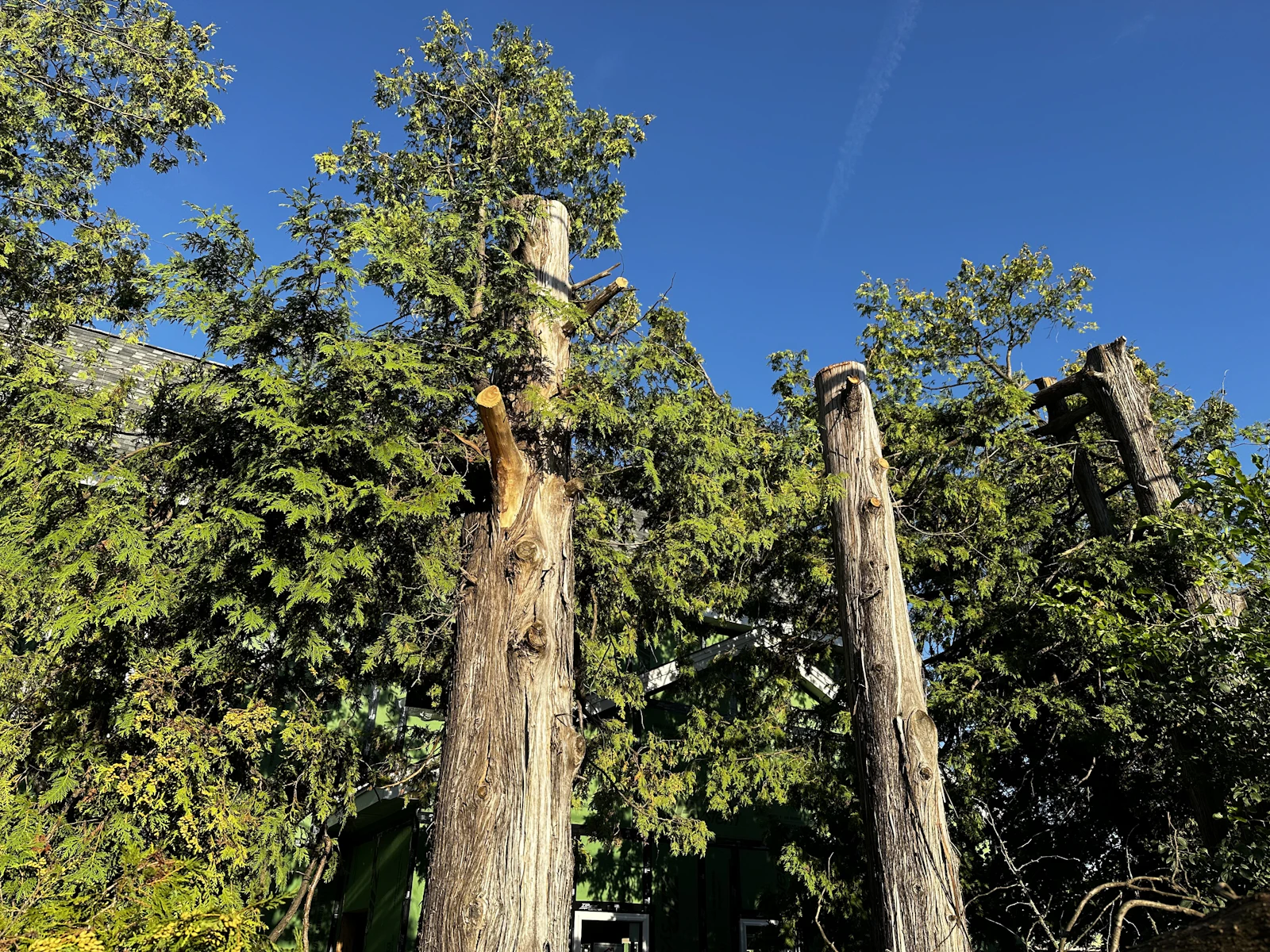Entretien parc des affaires jardin à Lyon