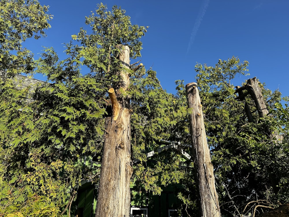 a couple of trees that are standing in the dirt