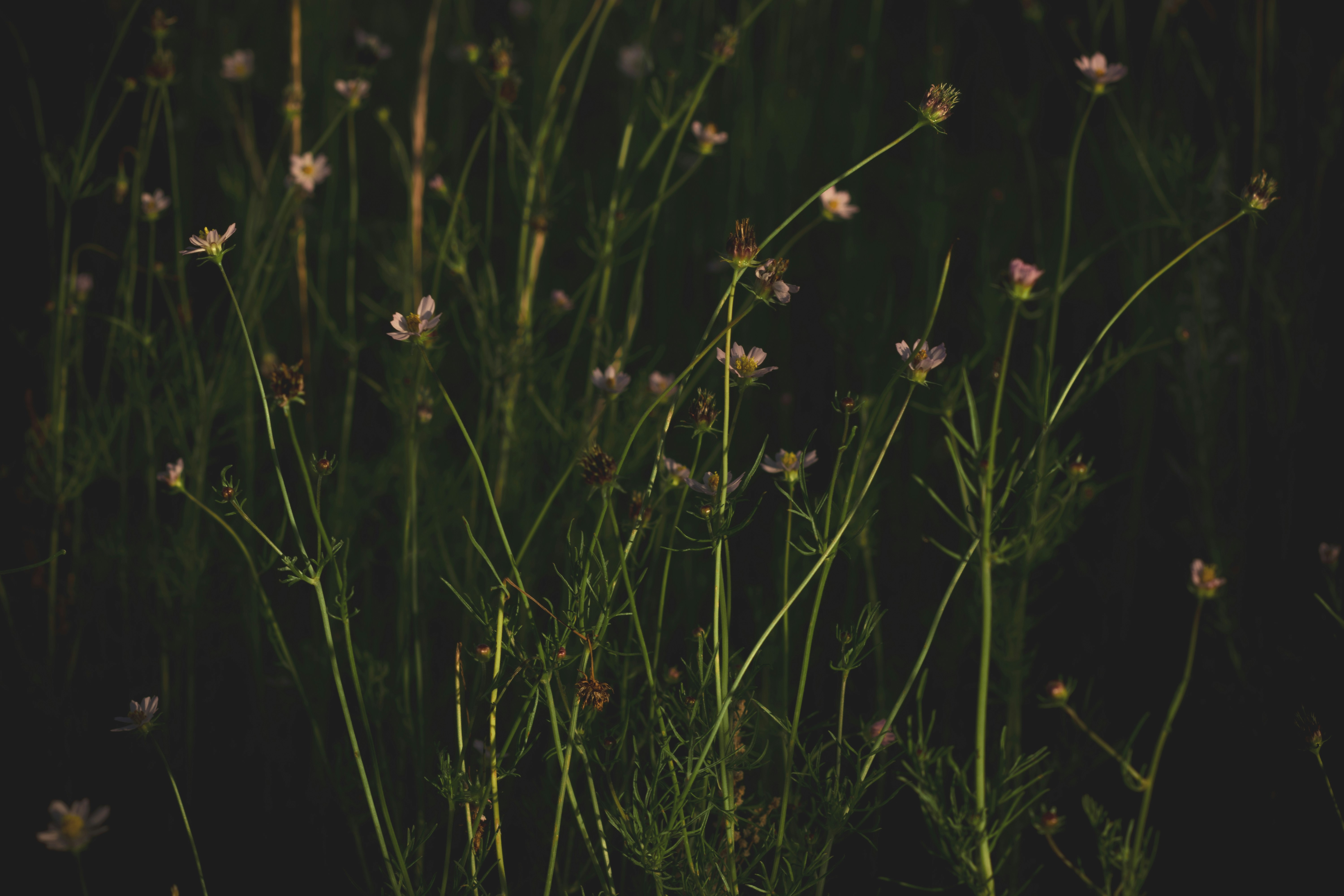 Photo by tayannphoto