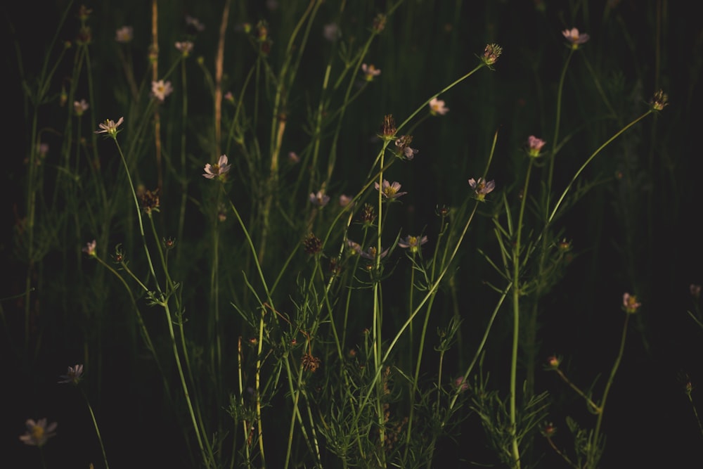 a bunch of flowers that are in the grass