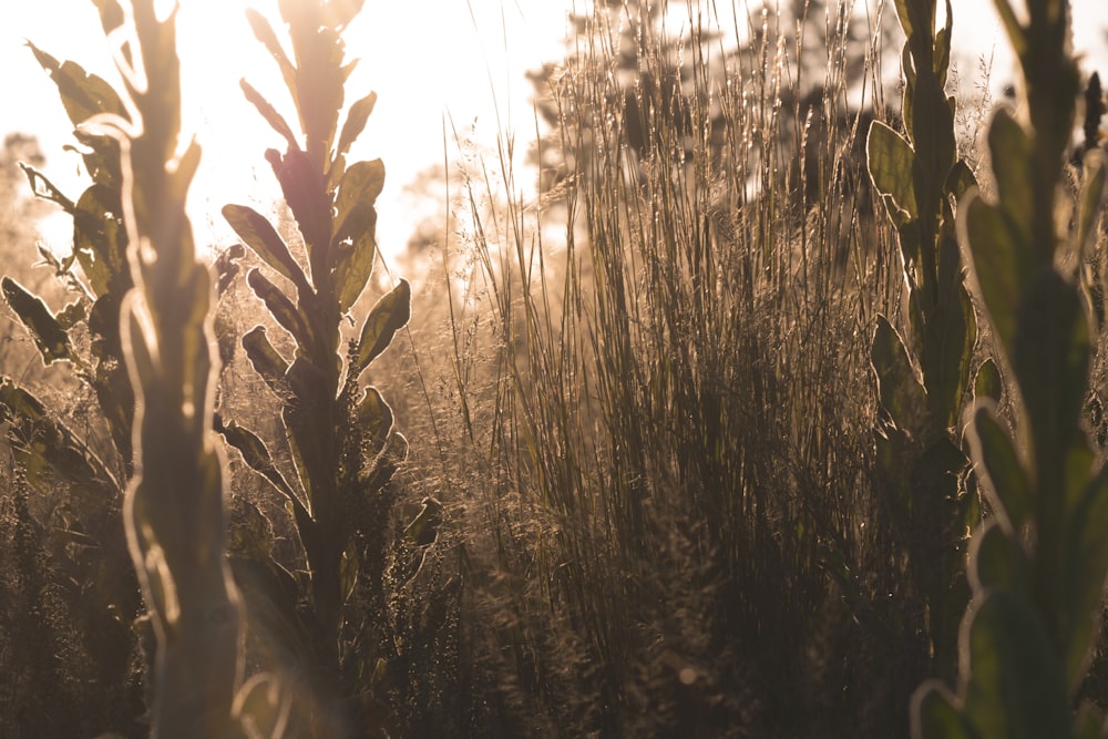 El sol brilla a través de la hierba alta