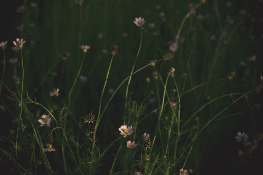 a bunch of flowers that are in the grass