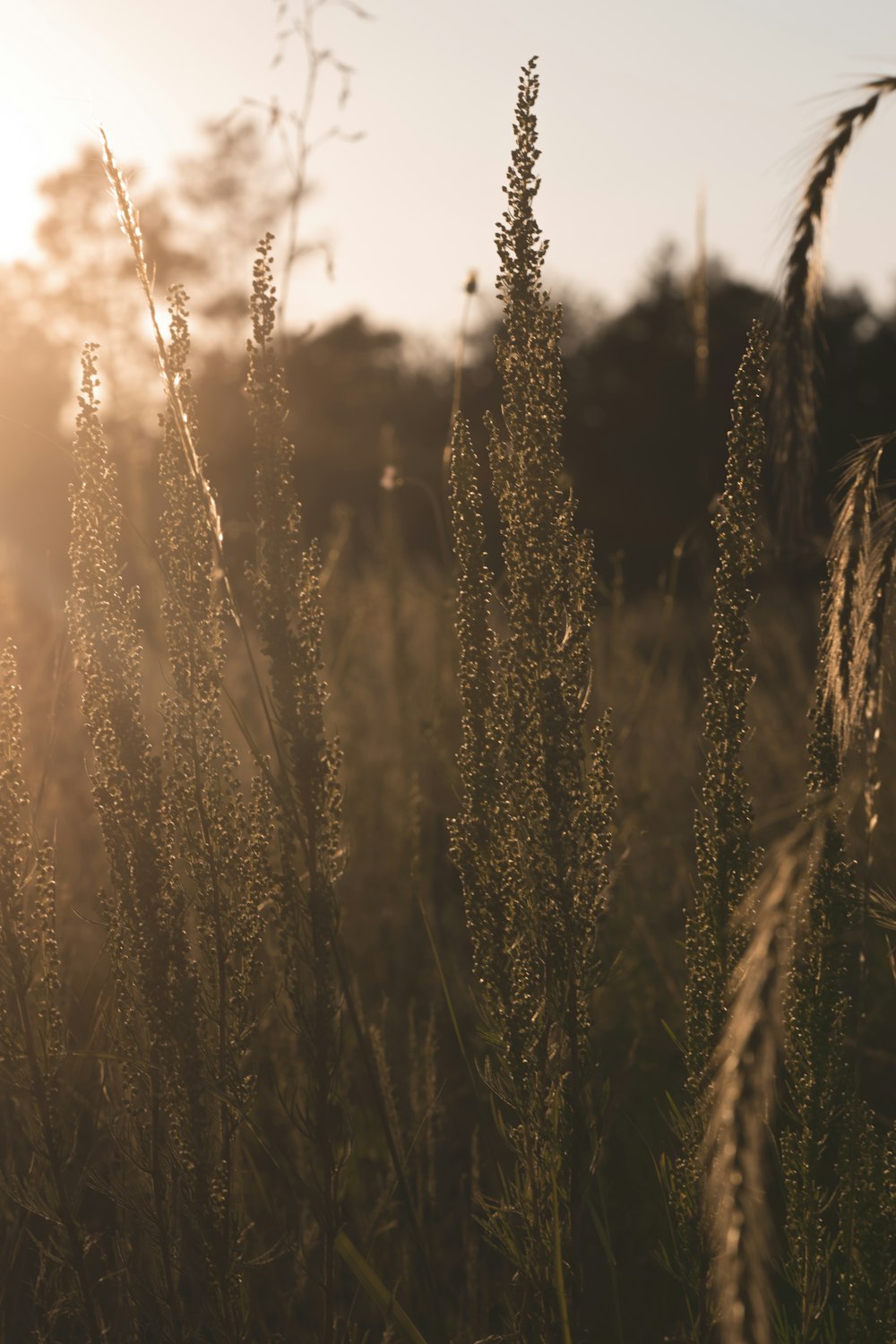 un campo di erba alta con il sole sullo sfondo