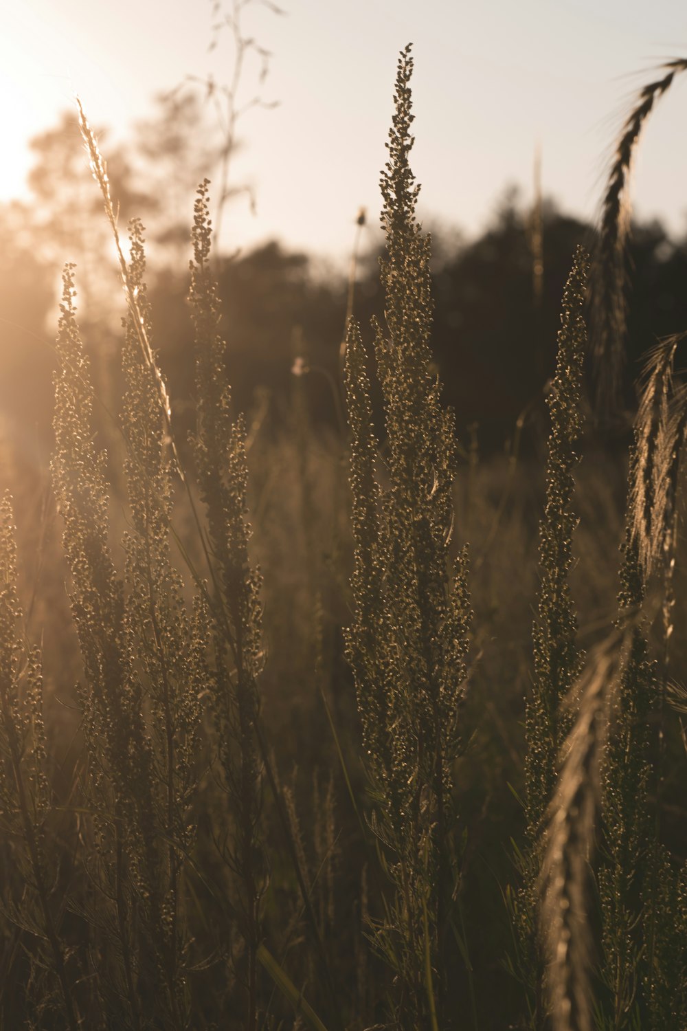 Un campo de hierba alta con el sol de fondo