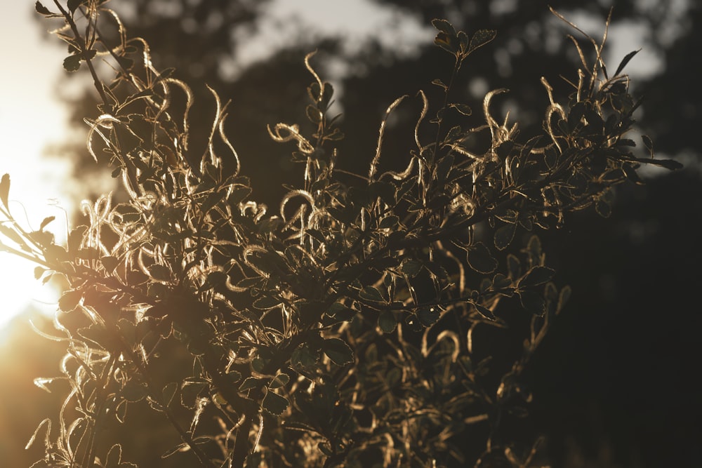 the sun is shining through the branches of a tree