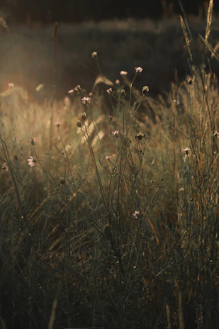 A serene field with natural crops growing under soft sunlight.