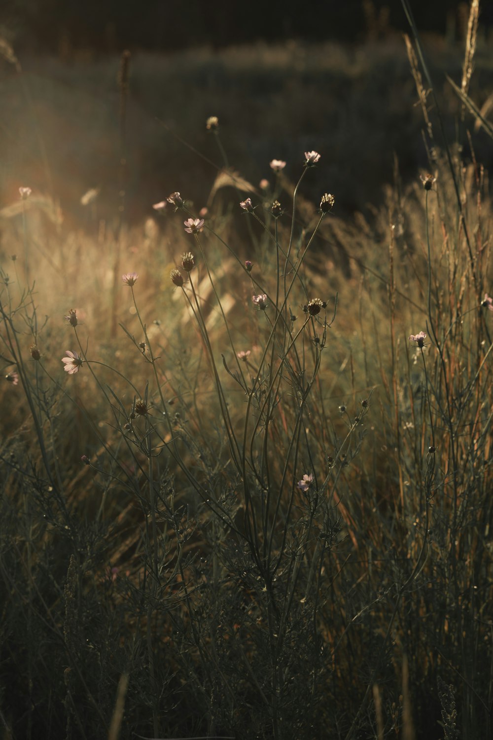 a field of tall grass with the sun shining through the grass