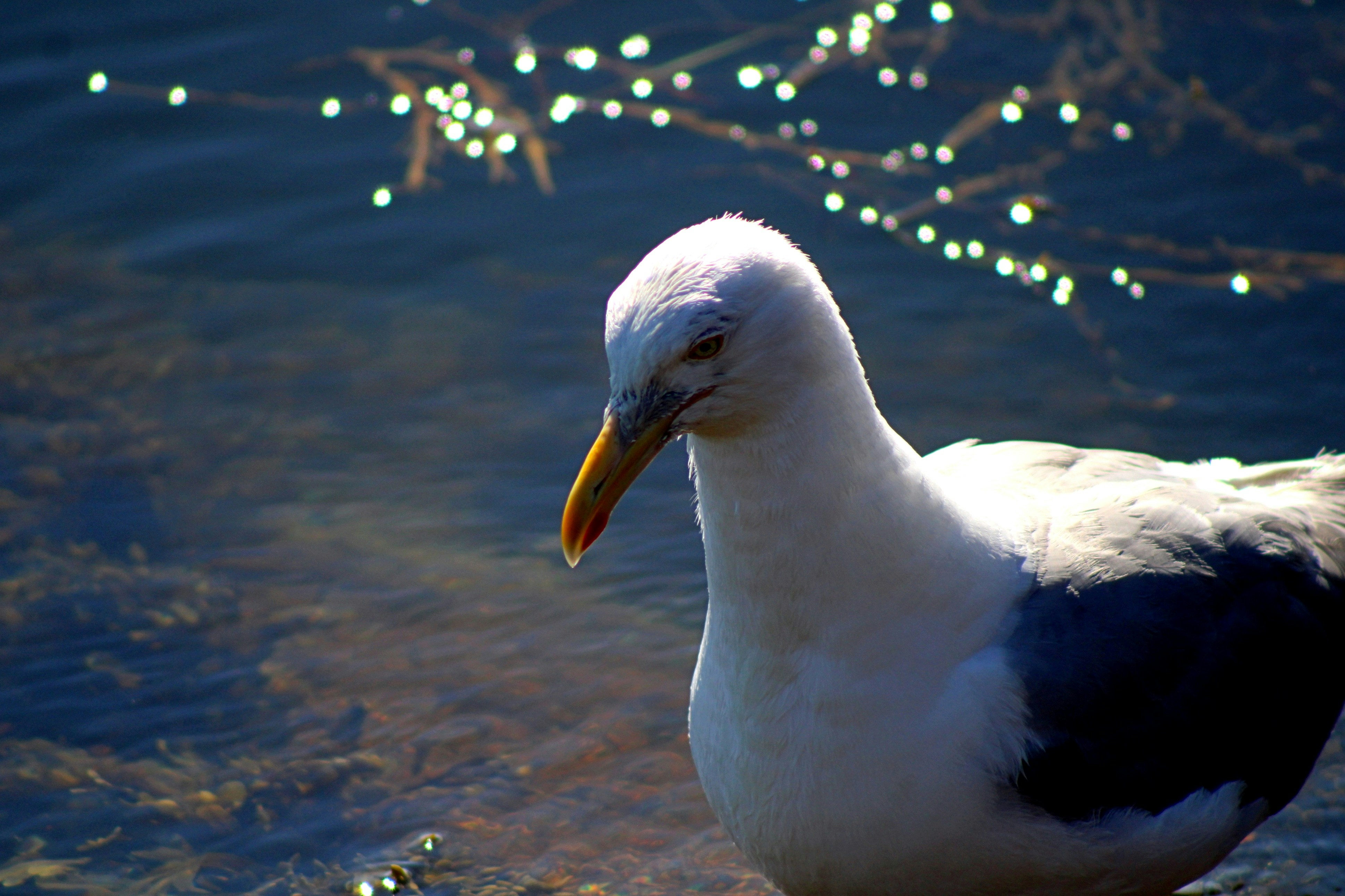 Photo by charles_ray