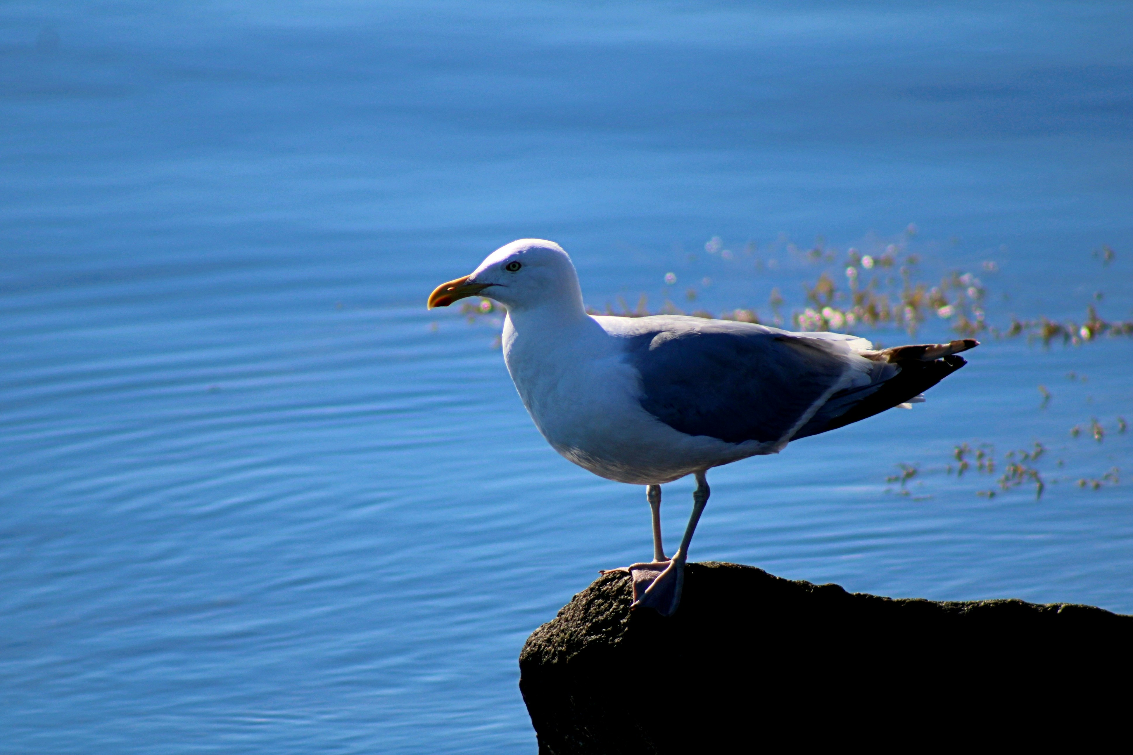 Photo by charles_ray