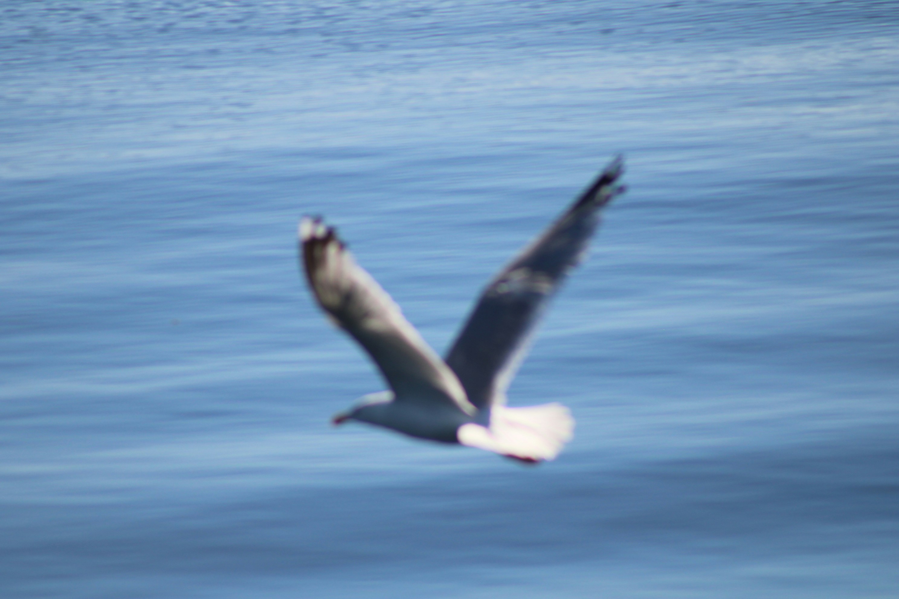 Photo by charles_ray