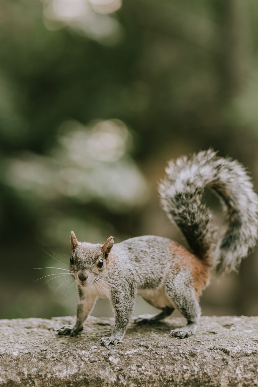 a small squirrel standing on top of a rock