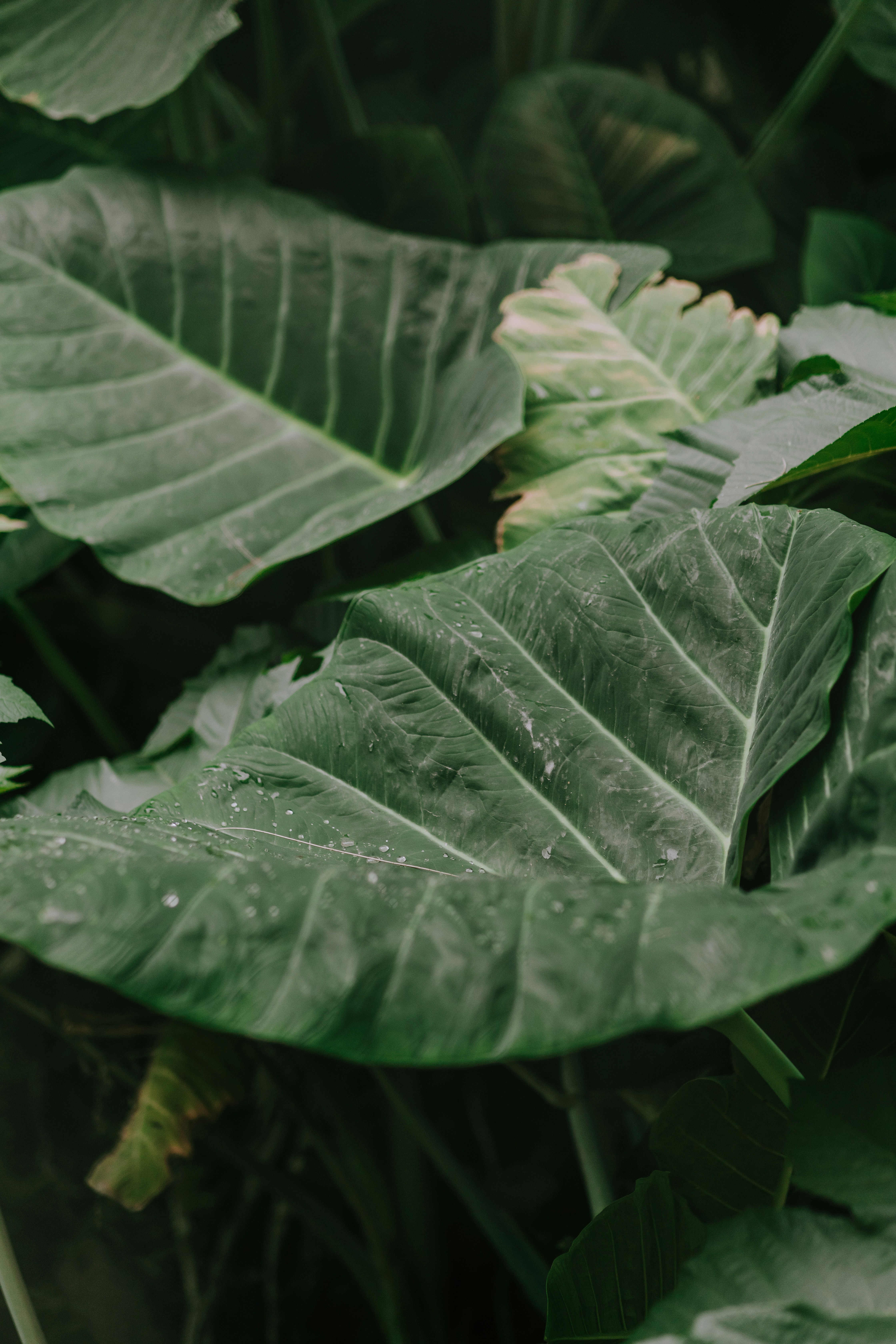 Photo by miguelheezg