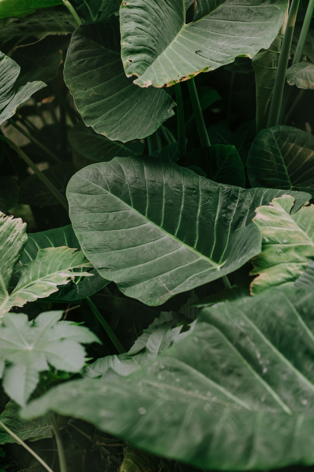 a close up of a green leafy plant