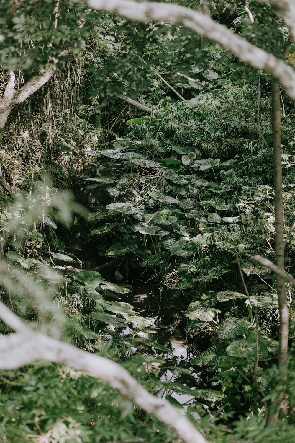 a stream running through a lush green forest