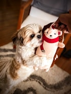 A small dog with fluffy fur holds a plush toy shaped like a hedgehog, which is wearing a red scarf. A person's hand is gently holding the toy from above. The setting appears to be indoors with a chair and patterned carpet in the background.