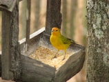 a yellow bird sitting on top of a bird feeder