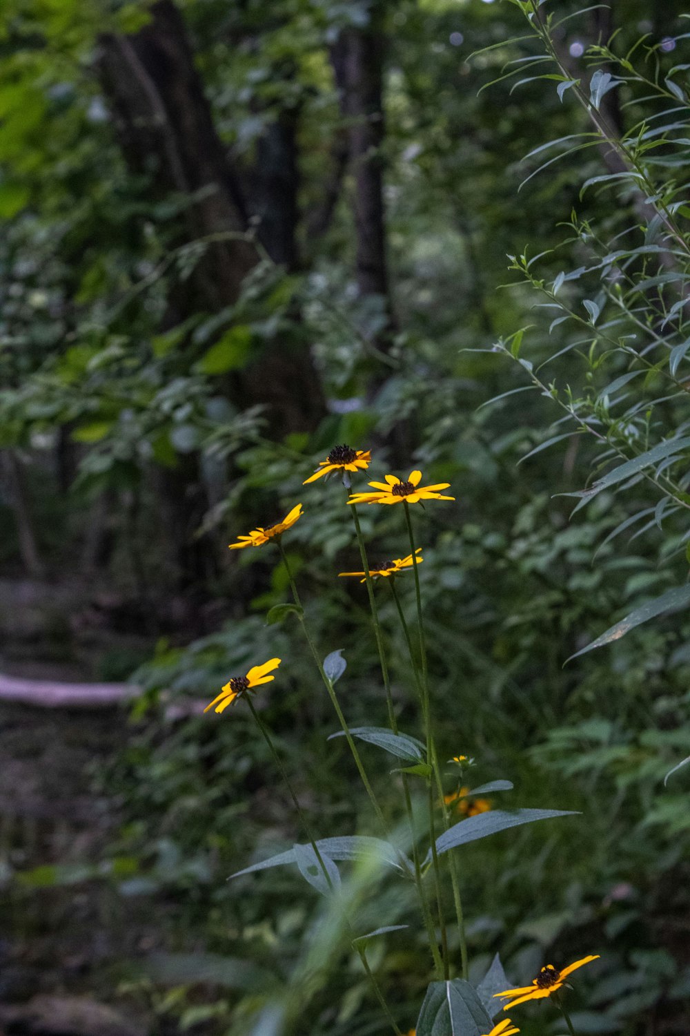 a path in the woods with yellow flowers