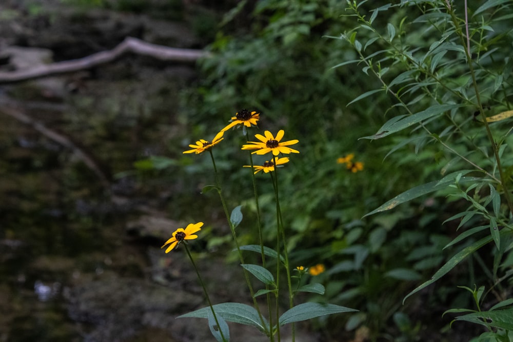 a bunch of flowers that are in the grass