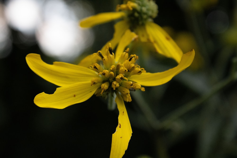 a close up of a yellow flower with a blurry background