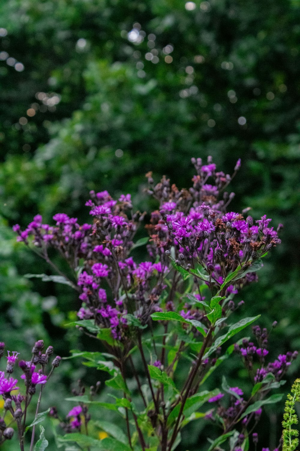 a bunch of purple flowers in a field