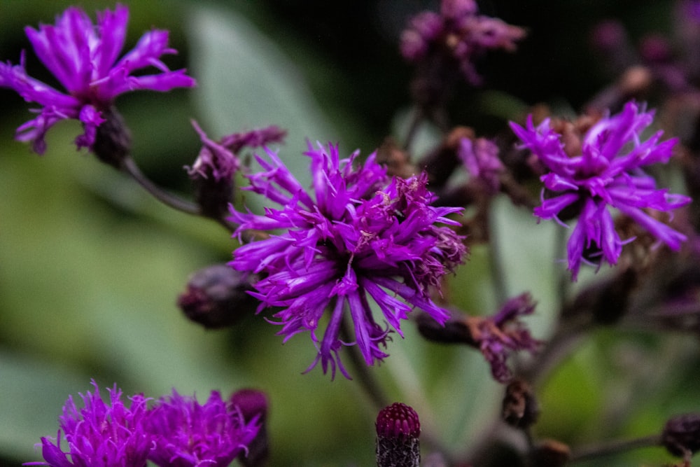 a close up of a purple flower with green leaves in the background