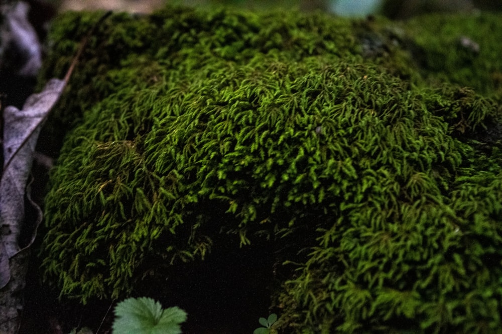 a close up of a moss covered rock