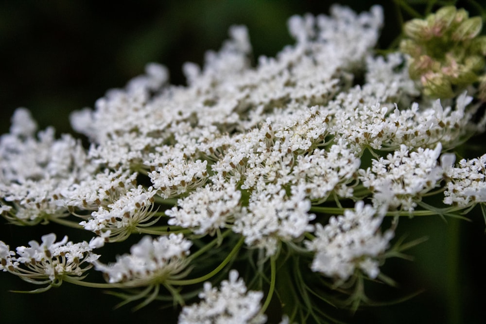 a close up of a white flower on a plant