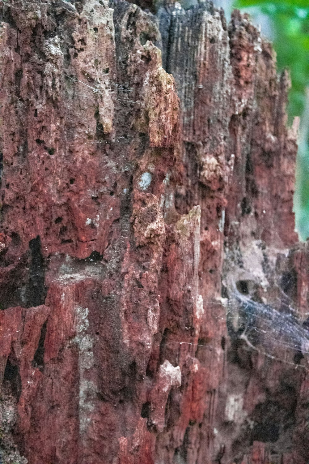 a bird is perched on a tree stump