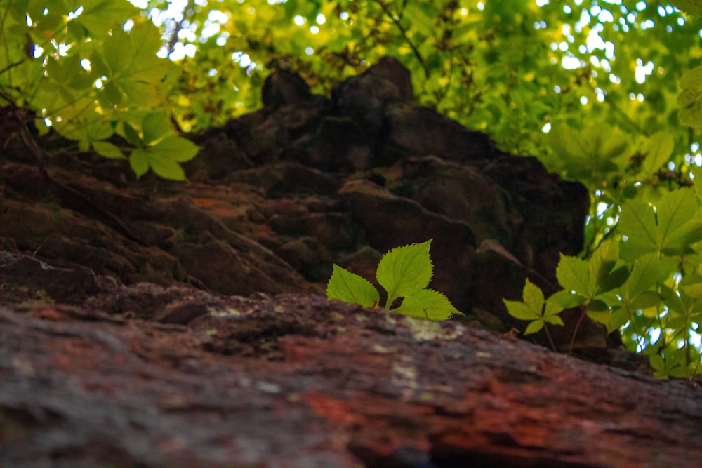 a tree branch with green leaves on it