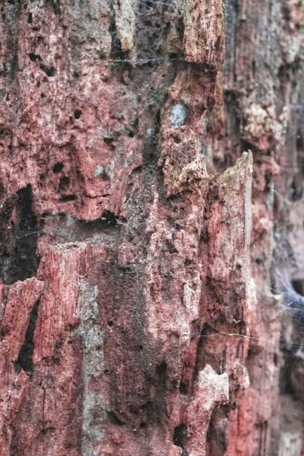 a bird is perched on the bark of a tree