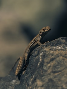 a lizard sitting on top of a rock