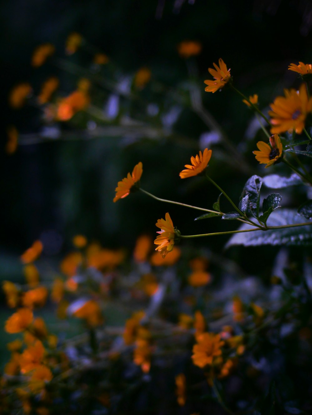 a bunch of flowers that are in the grass