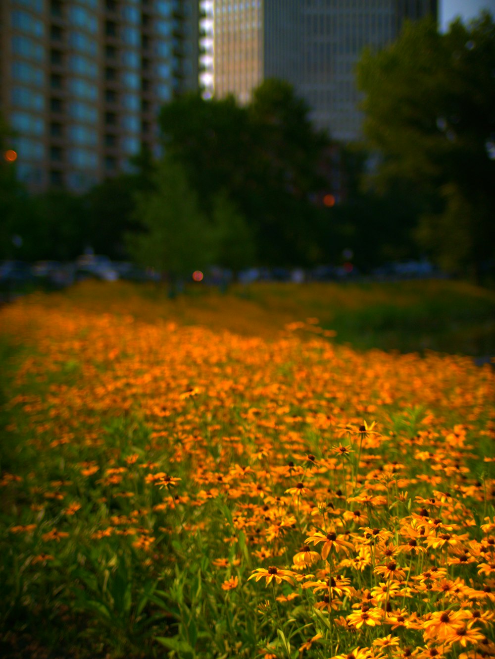 a field full of yellow flowers in front of tall buildings