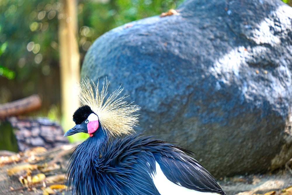 un oiseau bleu à la tête blanche et aux plumes noires