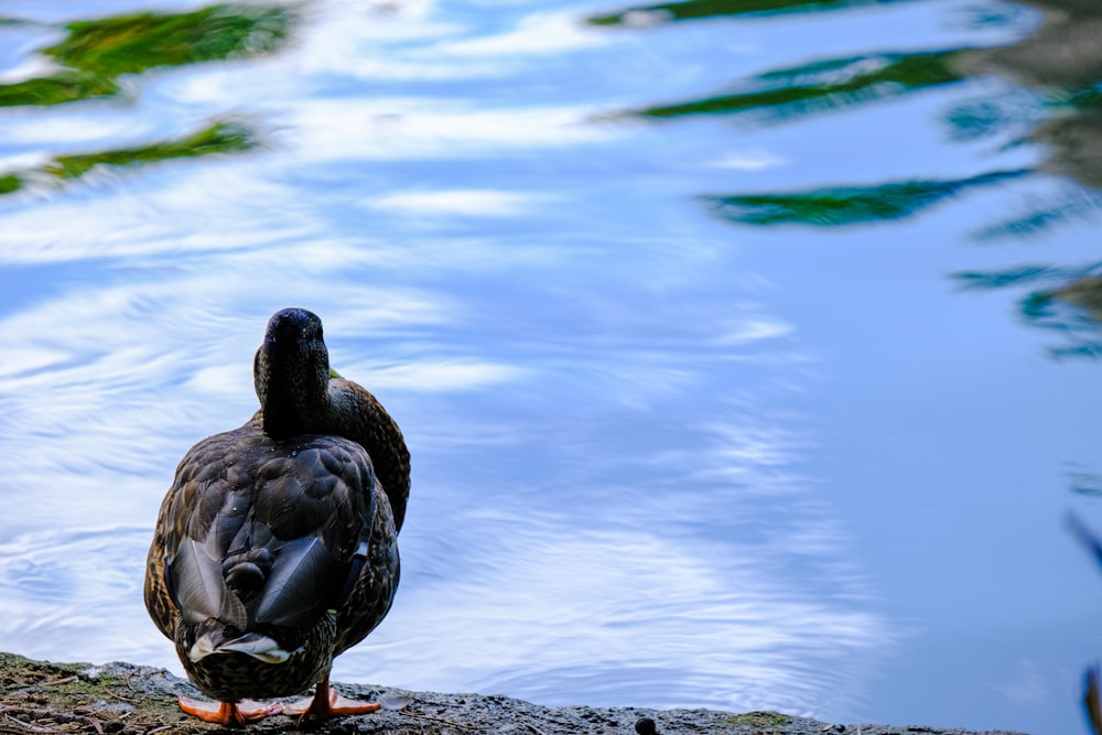 a duck sitting on the edge of a body of water