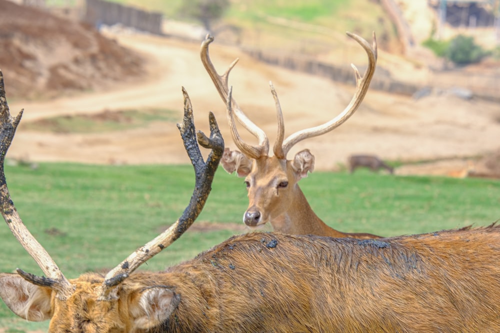 two deer standing next to each other on a lush green field