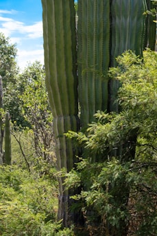 A vibrant field of tall green cactus plants under a bright blue sky.
