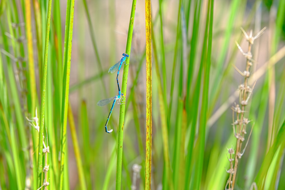 Un dragon bleu assis au sommet d’une plante verte