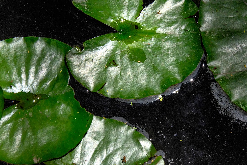 a group of green leaves floating on top of a pond