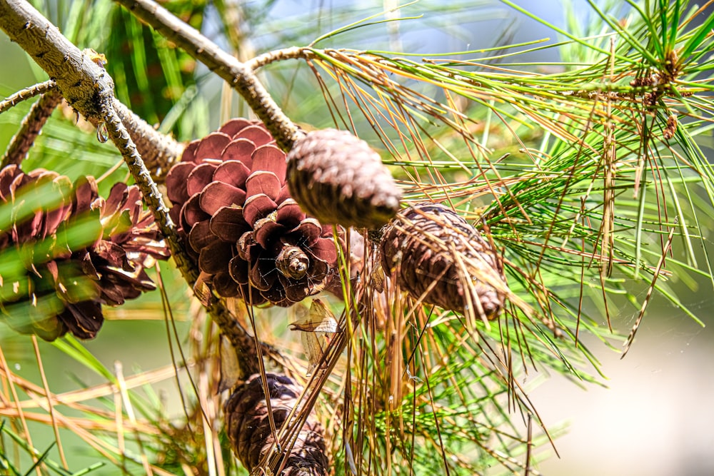a pine cone hanging from a branch of a pine tree