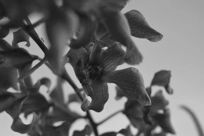 A detailed shot focusing on preserving the original image integrity.