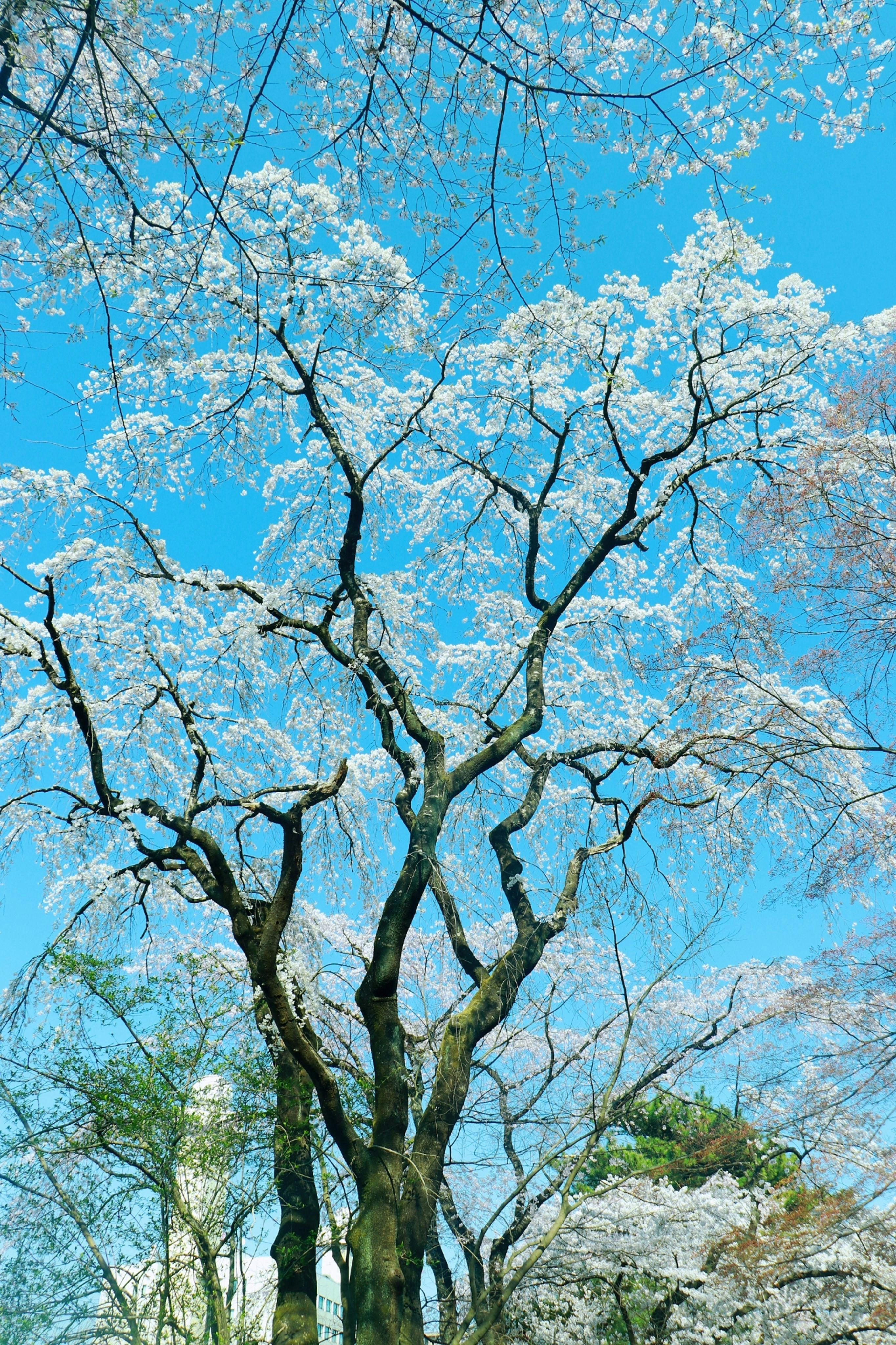 Japanese Tree Pictures | Download Free Images on Unsplash