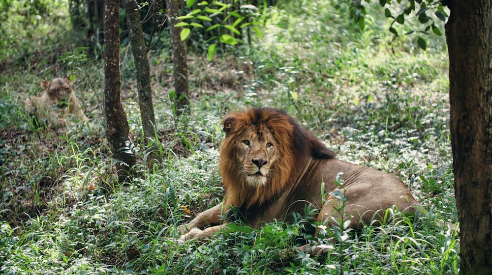Un león acostado en medio de un bosque